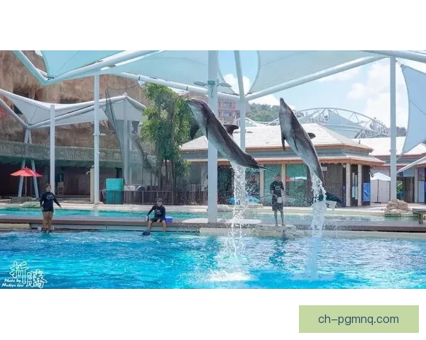 跳水数据：背后的技术奥秘解析